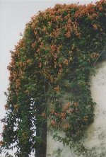 madeira:koynnosp.jpg