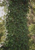 madeira:murattip.jpg